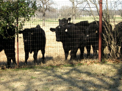 memorial cows - Pandora Aurora Rose  (Katherine Jeanine Hastings) July 22nd, 1975 - January 25th, 2005
