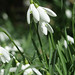Snowdrops in Epping Forest