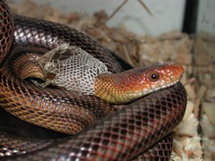 Baird's Rat Snake in mid-shed