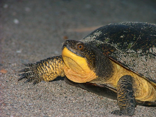 Blandings  turtle by ricmcarthur