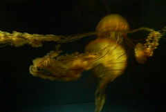 Jellyfish and sea life