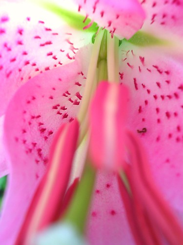 Pink Stargazer Lily