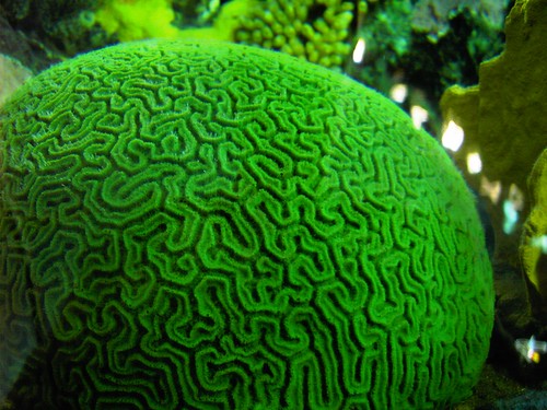 Green Coral Brain