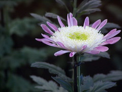 菊-Kiku/Chrysanthemum　2005－2008