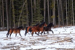 Alberta Wild Horses