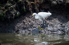 Birds of Forsythe - Snowy Egret | 2015