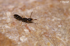 Macros de fourmis