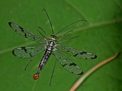 Scorpionflies in Flight - Panorpidae - fliegende Skorpionsfliegen
