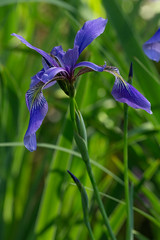Iris species and hybrids