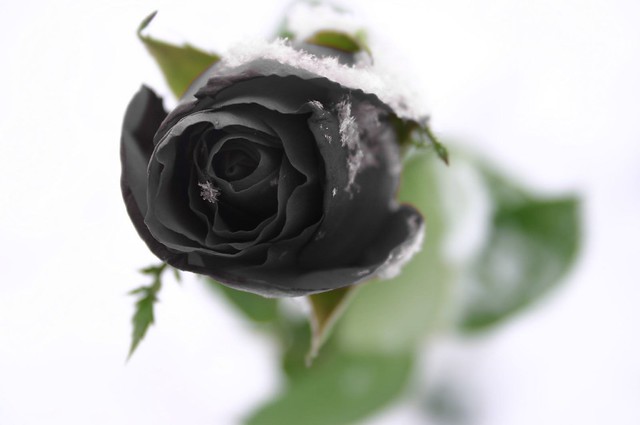 black rose 3