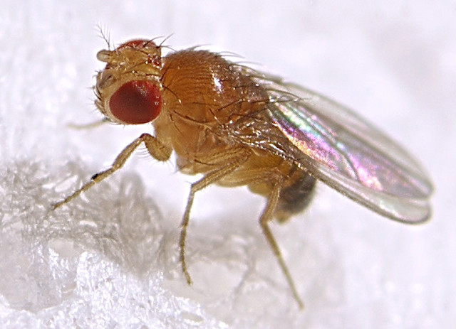 Fruit fly (Drosophila melanogaster, male)