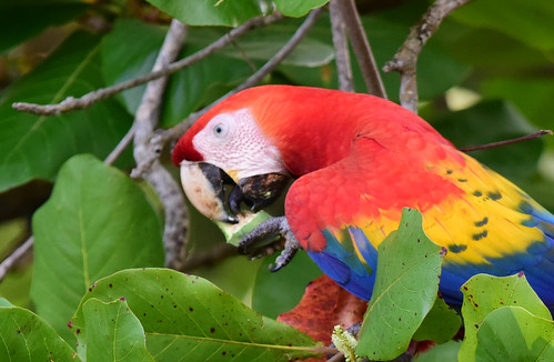A scarlet macaw enjoying breakfast