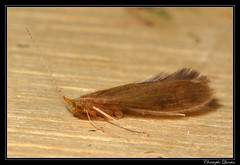 Trichoptera/Leptoceridae