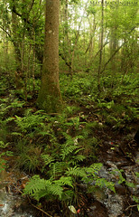 Baygalls and Other Forested Seeps