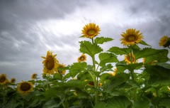 Maryland Sunflowers