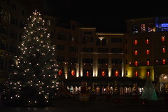 The Tree in the Piazza