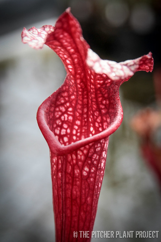 Sarracenia willisii x alata "red/black"