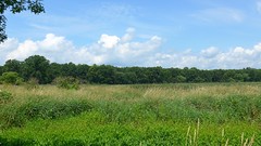 Great Piece Meadows Wildlife Preserves, Montville New Jersey