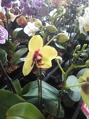 2017 St Paul Winter Carnival Orchid Show