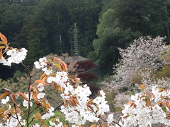 Cherry blossoms in Hase-dera temple