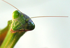 My mantis friend