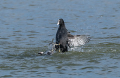 Coot Fight