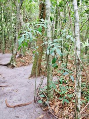 ARACEAE - Philodendron pedatum