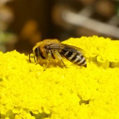 Anthophila - Bees