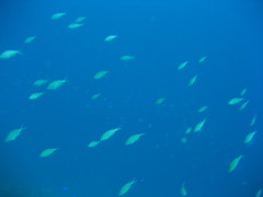 Jack's Underwater Bonaire 2015