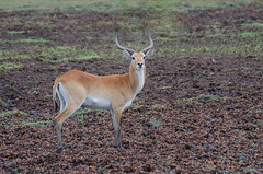 Rote Letschwe Antilopen / Red Lechwe Antilopes