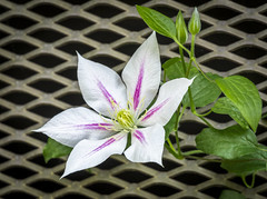 Clematis/Passion Flowers