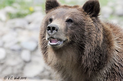 Montana Grizzly Encounter - June 2015