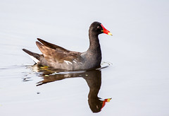 Coots And Moorhens