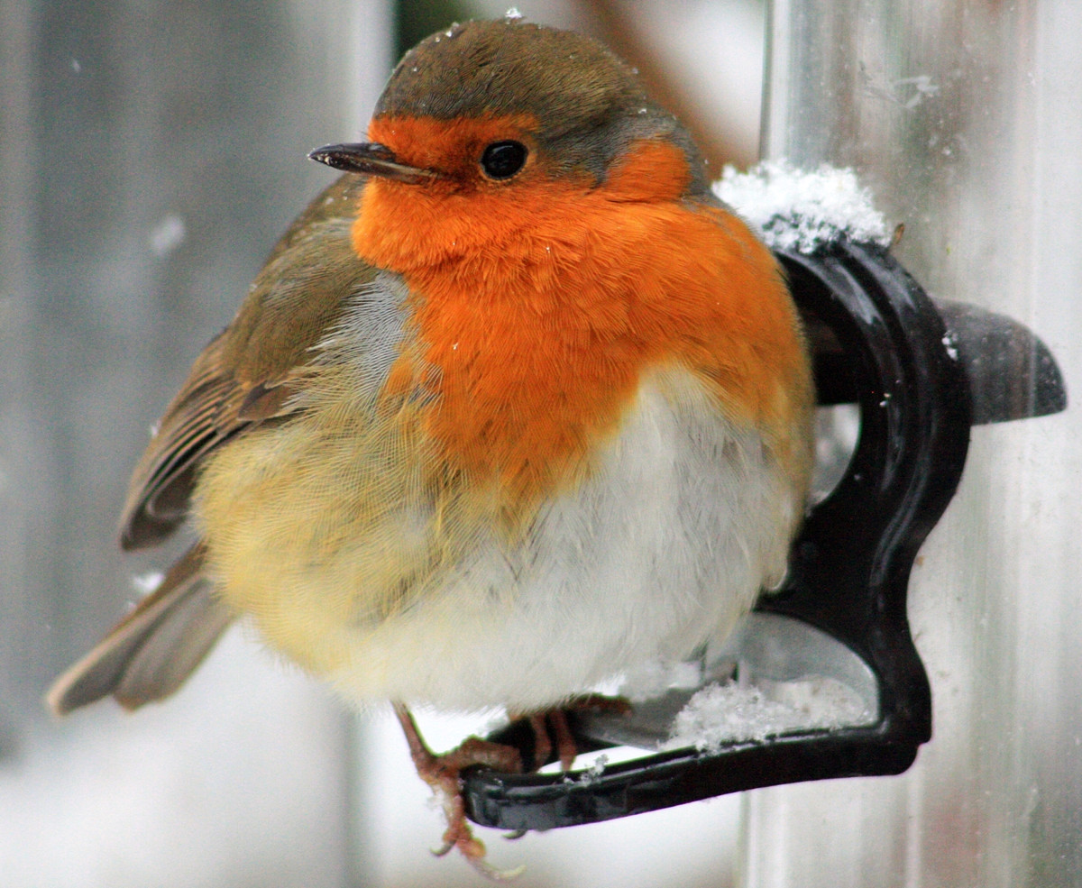 Robin. Credit Si Griffiths