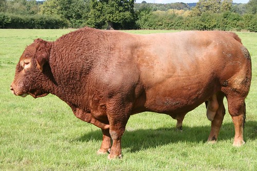 Photo of a very large bull