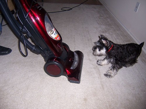 Shanelle's dog Kodak attacking the vaccum cleaner