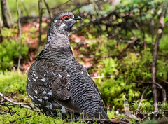 Moose Bog/Adirondacks Birding 