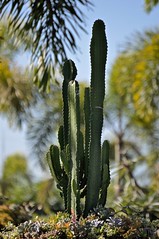 Cactus/Succulents