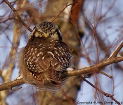 Chouette épervière/ Northern hawk-owl
