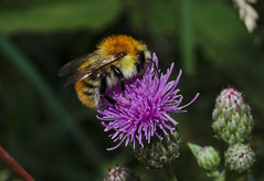 Bees 2009-2021