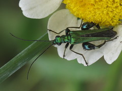 False Blister Beetles - Oedemeridae