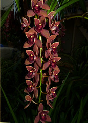 orchid hybrids i've bloomed #5 (full)