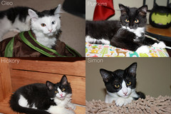 Foster Kittens, PAWS July 2015