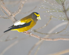 Photographed Bird List