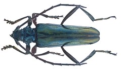 Coleoptera Country Togo