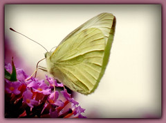 Schmetterlinge - butterflies 2015