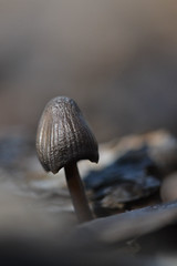 Mushrooms & fungi - Setas y hongos