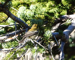 Wood-Warblers - warblers, Chat, Ovenbird, Purula, Redstart, Waterthrushes, Yellowstart
