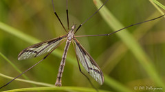 Diptera: Tipulomorpha: Pediciidae