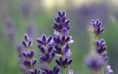 Lavendel-Orgie